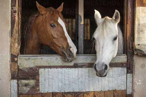 Two Horses On A Farm In Stable Stock Photo