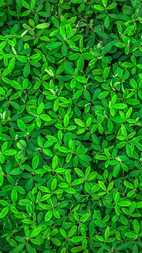 Hd Green Backgrounds Wallpapers