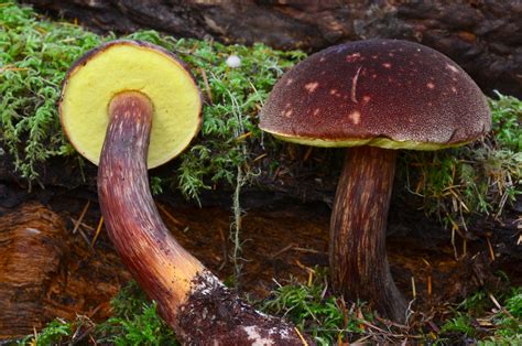 Admirable Bolete Mushrooms Of The Yakutat Ranger District Tongass