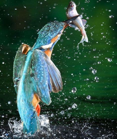 Kingfisher Caught In Action As Striking Photographs Make A Splash