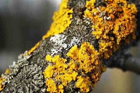 22 Different Types Of Lichens Detailed Guide Outdoor Moss