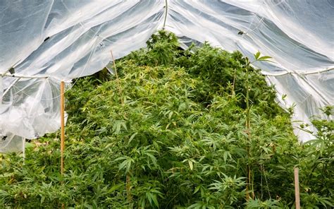 Cannabis Cultivation Your Guide To Legally Growing At Home