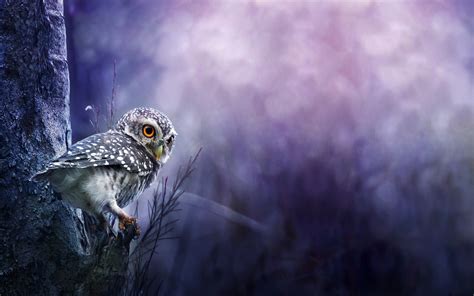 39 Baby Owl Wallpaper Wallpapersafari