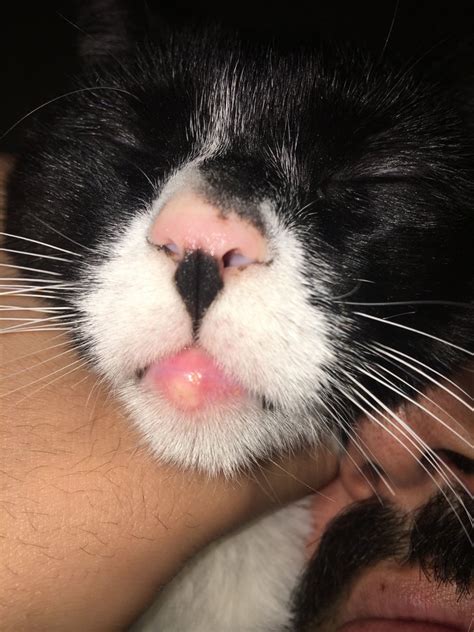 The upper lip area is the most common place for sores to develop. image.jpeg | TheCatSite