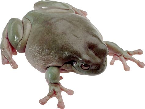 Frog Png Transparent Image Download Size 1773x1340px