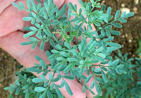 Watch popular content from the following creators: PLANTAS MEDICINALES A TU SALUD: RUDA