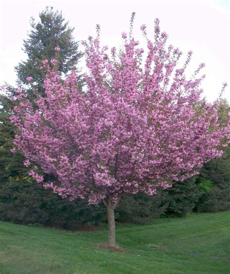 30+ varieties of flowering cherry tree suitable for small gardens. Buy Kwanzan Cherry Trees Online | Japanese cherry tree ...