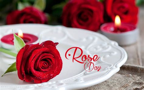 Rose Day Wallpapers Hd Wallpapers