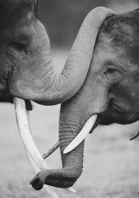 I Love U Apppuforhead Kiss For U Save The Elephants Elephant