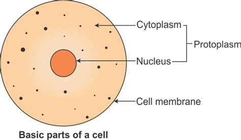 Structure Of Cell Part Pass Science Solutions