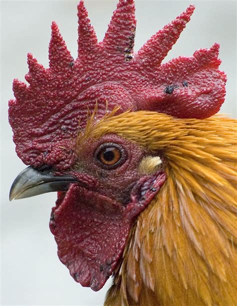 rooster Profile high bird