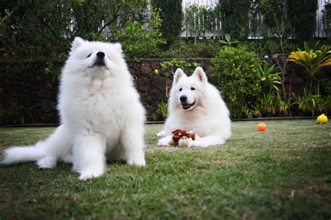 10 Popular Large White Dog Breeds Best Big White Dogs Large Dog