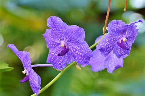 Orchid Flower Meaning And Symbolism Morflora