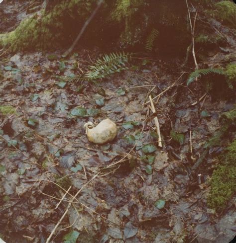 Serial Killer Ted Bundy Crime Scene Photos Graphic Warning Kiro Tv