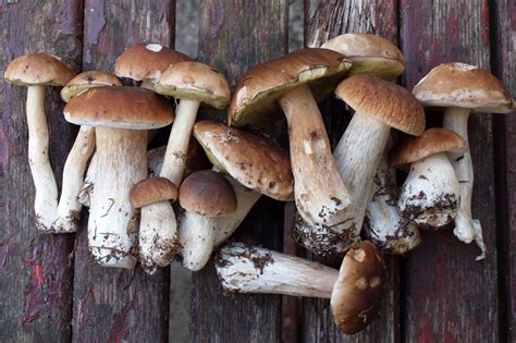 Edible Mushrooms How Eat Porcini Mushroomsitalian Feelings