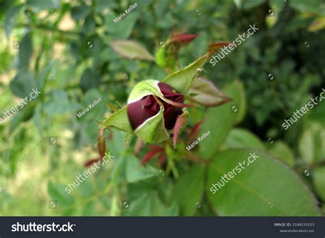 Dark Red Rosebud Close Garden Front Stock Photo 2144233123 Shutterstock