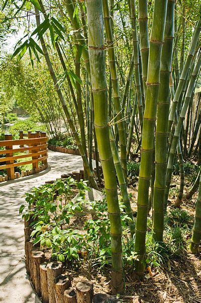 Bamboo fencing is available in either rolls or panels. front yard bamboo landscaping designs - Google Search ...