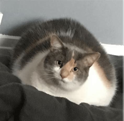 He Chonk Rchonkers