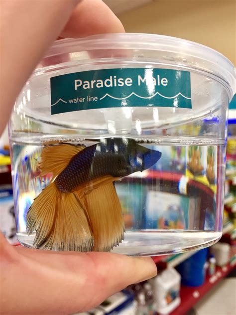 We did not find results for: Should I get a "paradise betta" at Petco? - The Planted ...