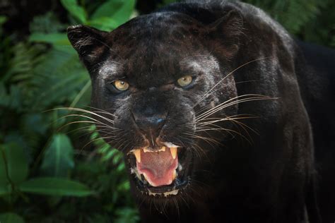 ‘black Panther Spotted In Scotland Just A ‘large Domestic