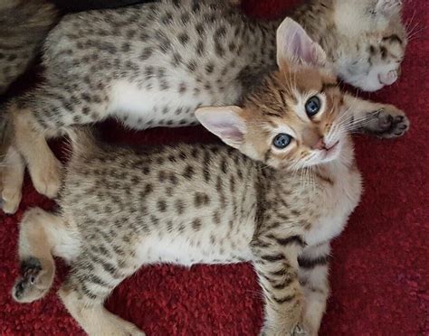 Brown Tabby Spotted Kittens For Sale In Liberton Edinburgh Gumtree