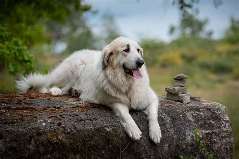 Are Pyrenean Mountain Dog The Most Intelligent Dogs