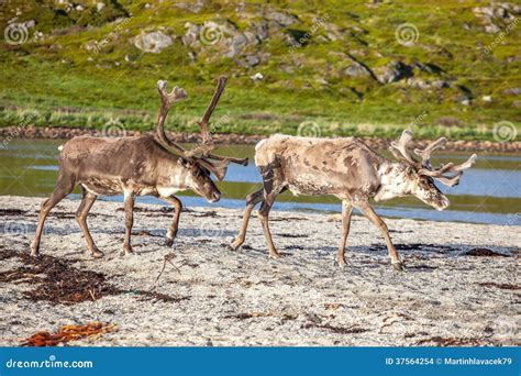 Reindeer On The Beach Stock Photo Image Of Reine Hunting 37564254