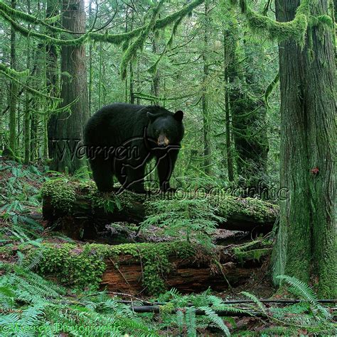 Black Bear In Forest Photo Wp00066
