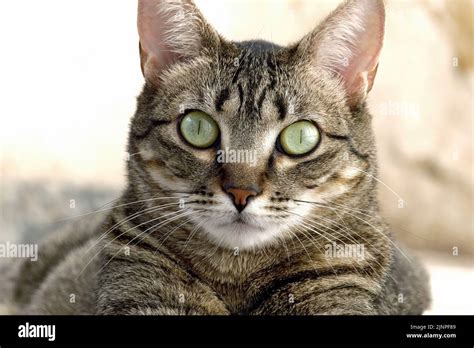 Cute Mixed Breed Cat Looks At Camera Stock Photo Alamy