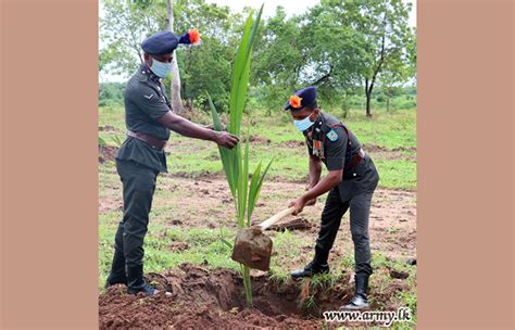slagsc troops cultivate more coconut saplings sri lanka army