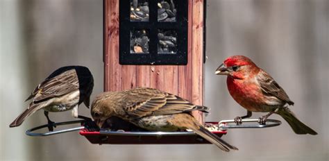 How To Create Your Own Backyard Bird Sanctuary Redfin