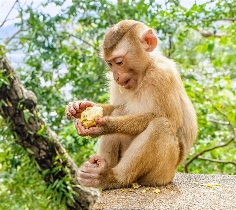 Animals Benefit From The Sloppy Eating Behavior Of Monkeys