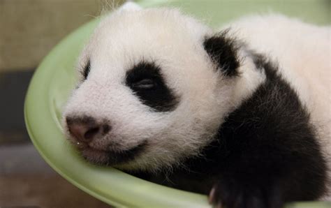Top 10 Ridiculously Cute Pictures Of Baby Panda Yuan Zai Metro News