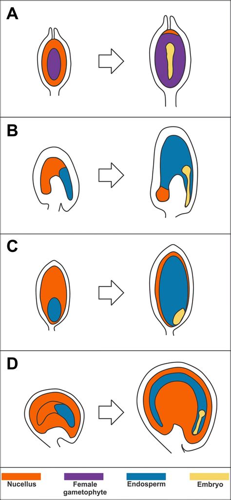 Seed Tissue And Nutrient Partitioning A Case For The Nucellus