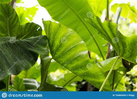 Plant With Giant Leaves Very Large Leaves Called The Giant Elephant S Ear Alocasia Macrorrhiza