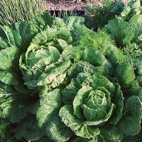 For spring planting, you can start both bok choy and choy sum indoors from seeds four to six weeks before the last frost date in your area. 'Hilton' Chinese Cabbage - Plant Profiles - Heirloom ...