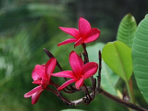 Plumeria 4k Wallpapers For Your Desktop Or Mobile Screen Free And Easy