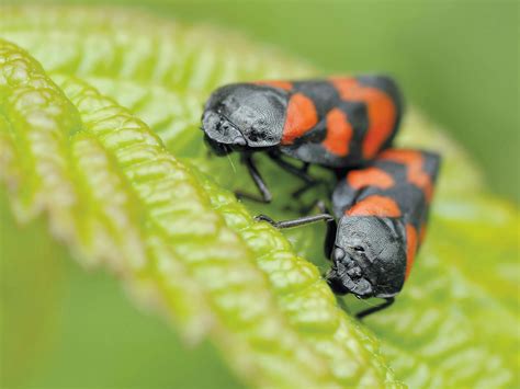 Black And Orange Insect Eating Green Leaf During Daytime In Camera
