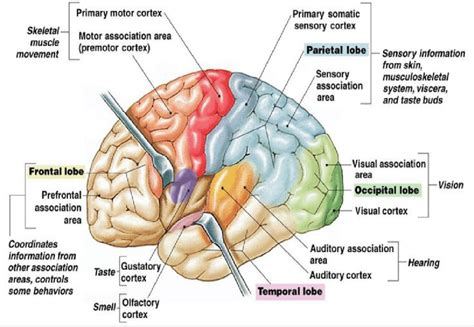 The Human Brain Cortex And Its Parts 16 Download Scientific Diagram