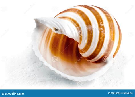 Spiral Seashell Stock Image Image Of Object Seashell 32810683