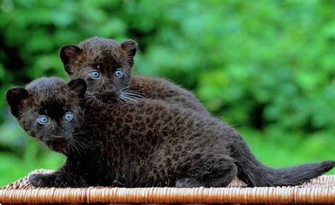 Beautiful Baby Black Panthers Los Angels Times Baby Animals Cute