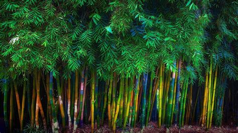 Closeup View Of Bamboo Trees Forest Hd Nature Wallpapers Hd