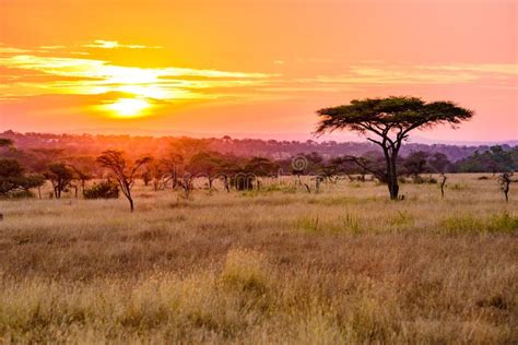Sunset In Savannah Of Africa With Acacia Trees Safari In Serengeti Of