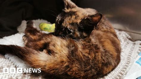 Wounded Cat Found Severely Abused In Woking