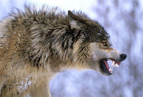 Gray Wolf Snarling Böser Wolf Wolf Hunde Wilde Hunde