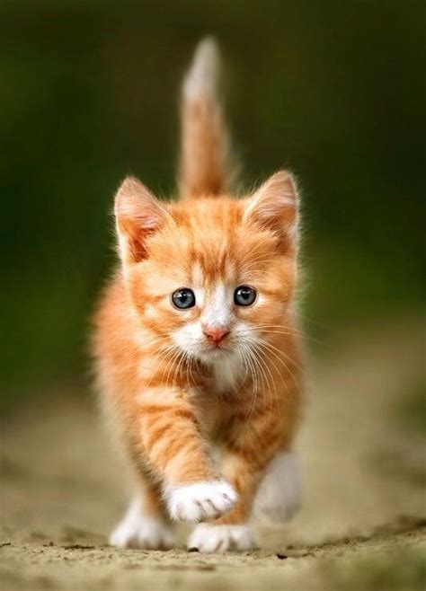 Such A Cute Little Ginger Kitten Baby Animals Kittens Cutest Cats
