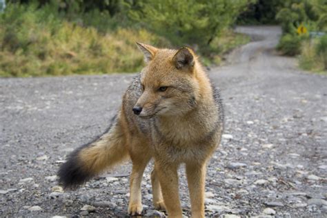 Culpeo Fox Pet Fox Fox Breeds Fox Species