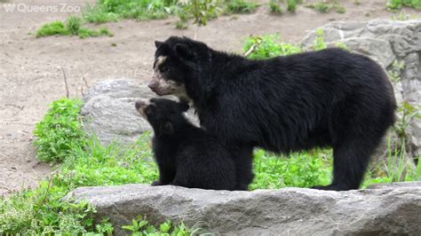 Andean Bear Cub On Exhibit Queens Zoo Youtube