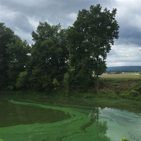 The Wallkill Rivers Bright Neon Green Plea For Help Riverkeeper