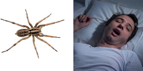 The Sickening Truth About Eating Spiders In Your Sleep Indy100